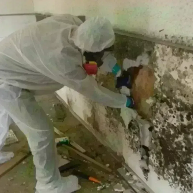 Mold Remediation and Removal in Christian County, IL